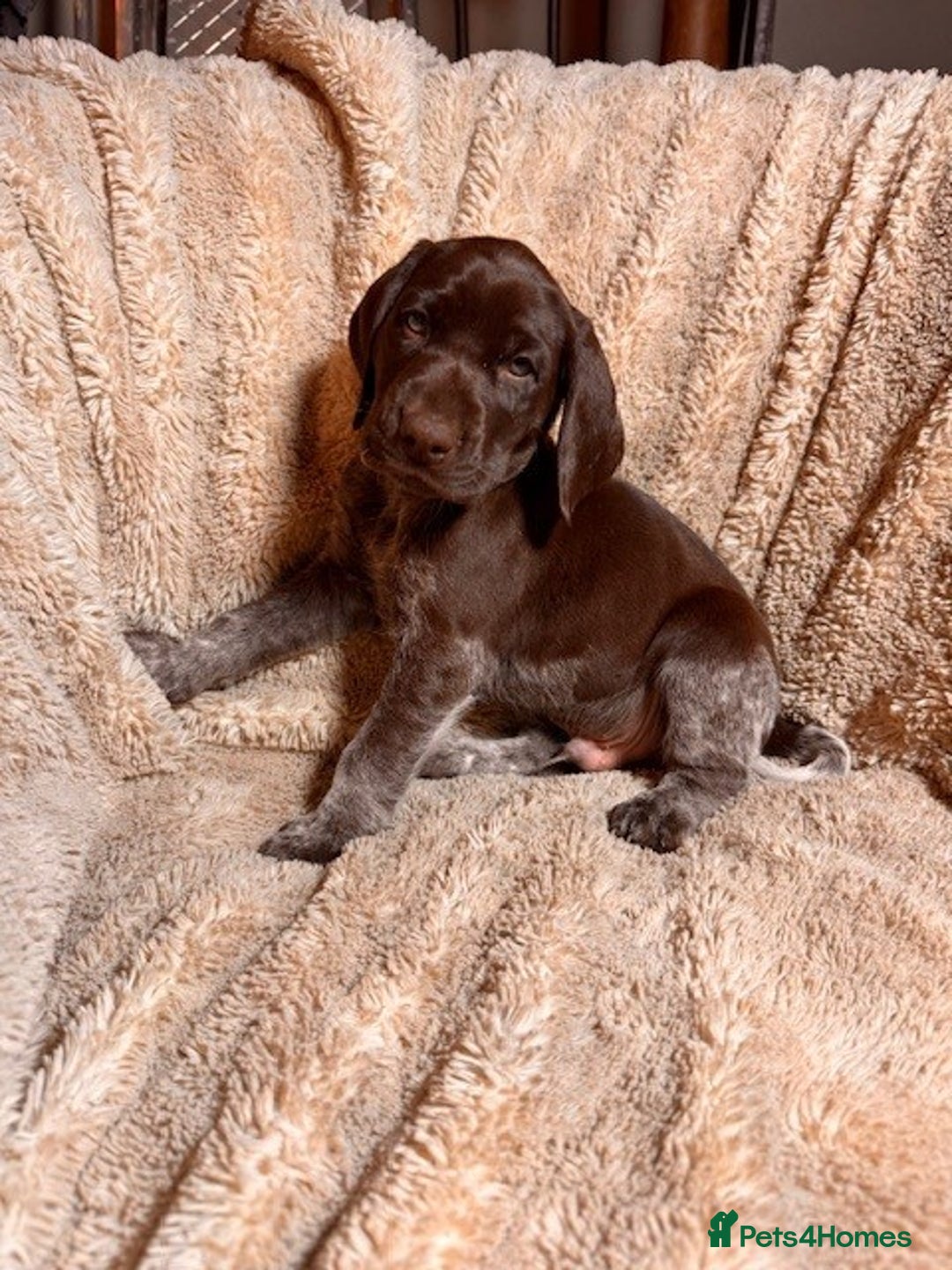German Shorthaired Pointer dogs for sale: KC Reg Champ blood Lines GSP Pointer Pups - Leeds - Advert 15