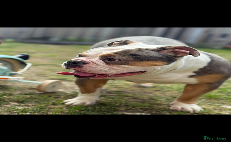 English Bulldog dogs - Advert 12