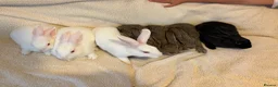 New Zealand rabbits for sale: New Zealand baby’s  - Advert 3