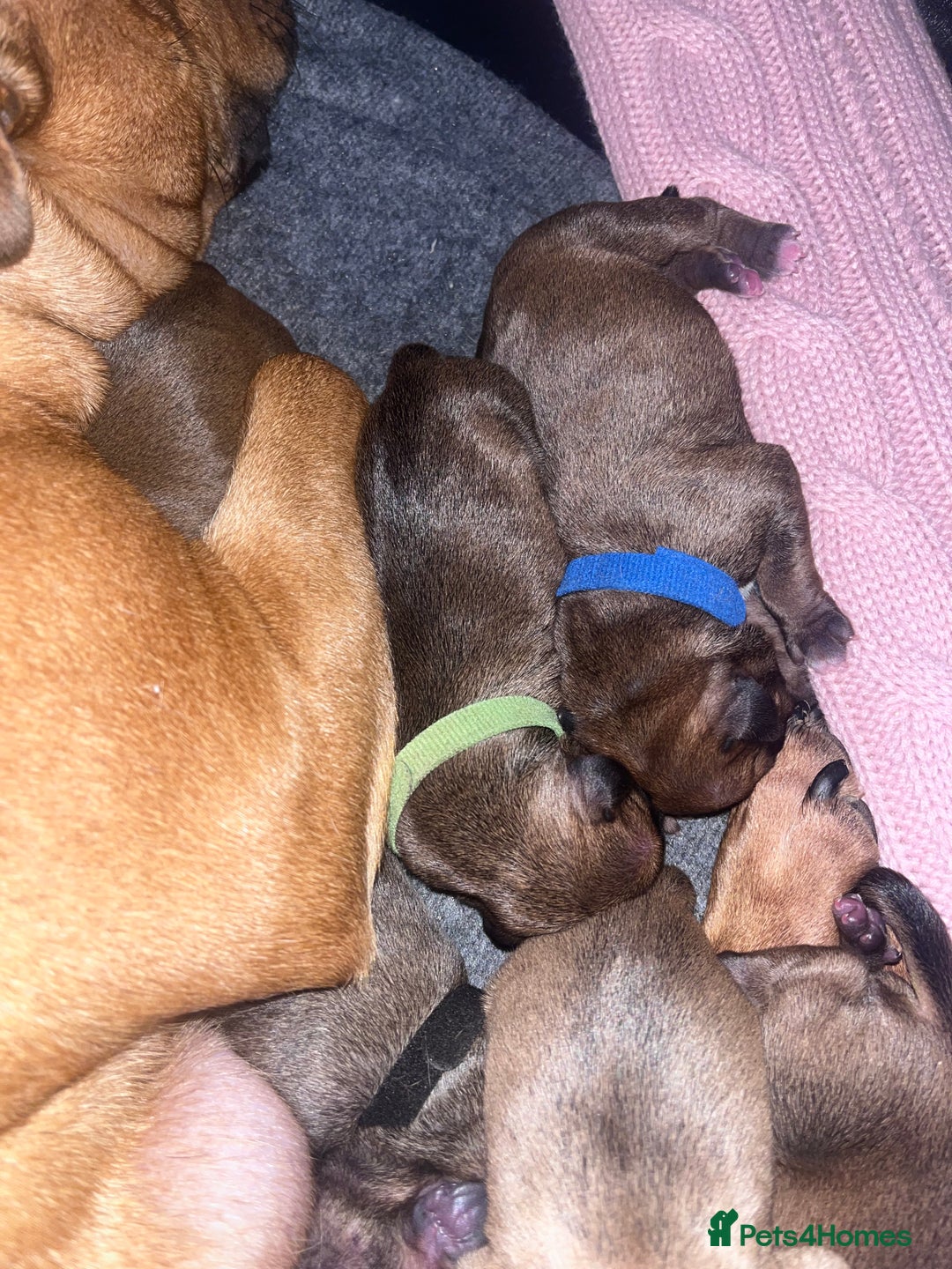 Staffordshire Bull Terrier dogs for sale: Red staffy pups  - Advert 6