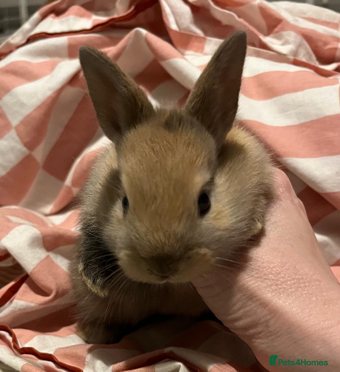 Mixed Breed rabbits for sale: 4 baby bunnies for sale - Image 2