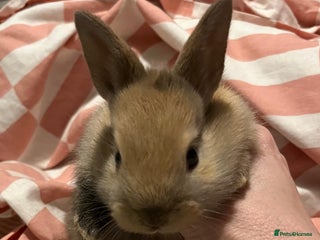 Mixed Breed rabbits 1 female baby bunny left - Advert 8