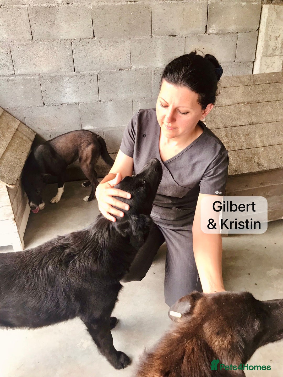 Mixed Breed dogs for adoption: Gilbert, 6 yrs old. Reserved stc. - Image 9