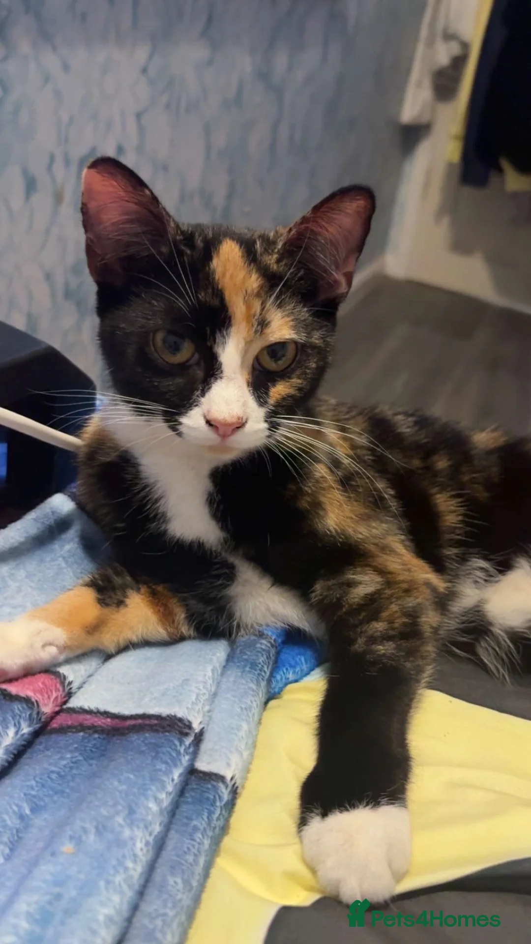 Mixed Breed cats for sale: Kittens for sale - Advert 2