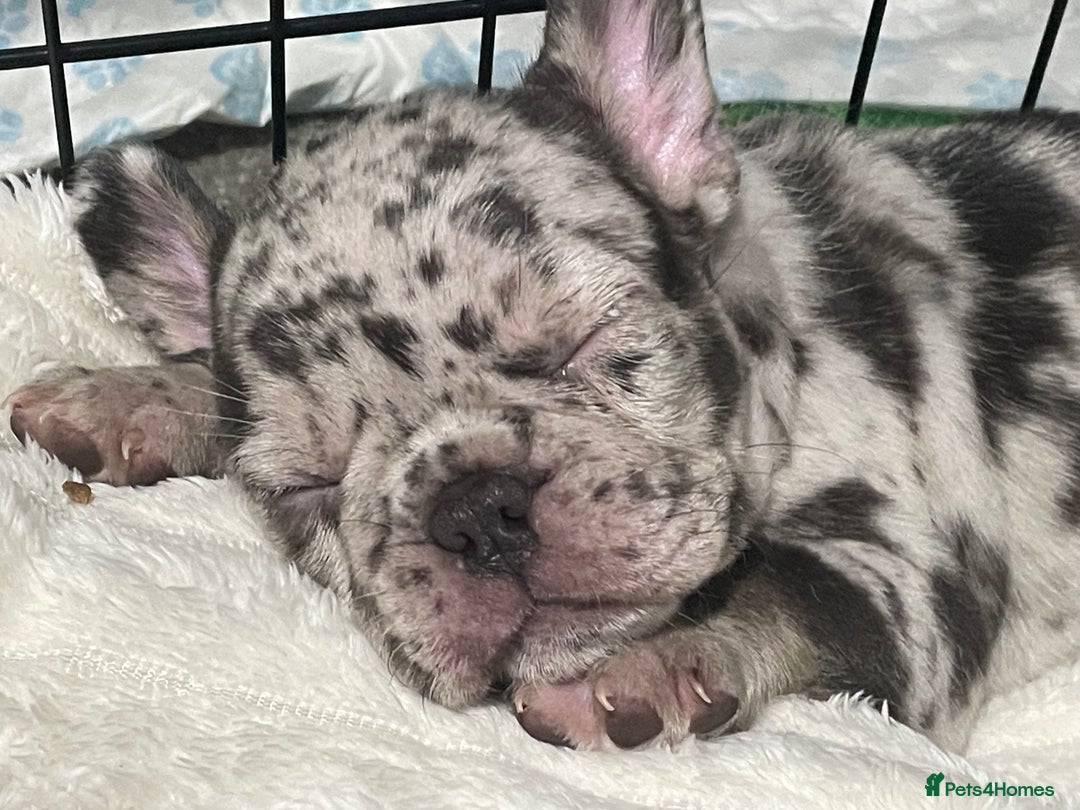 French Bulldog dogs for sale: Three boys left  - Advert 6