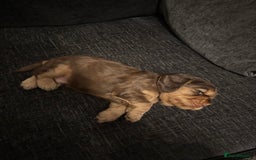 Cocker Spaniel dogs for sale: ✨ Show Cocker Spaniel pups ✨ - Image 29