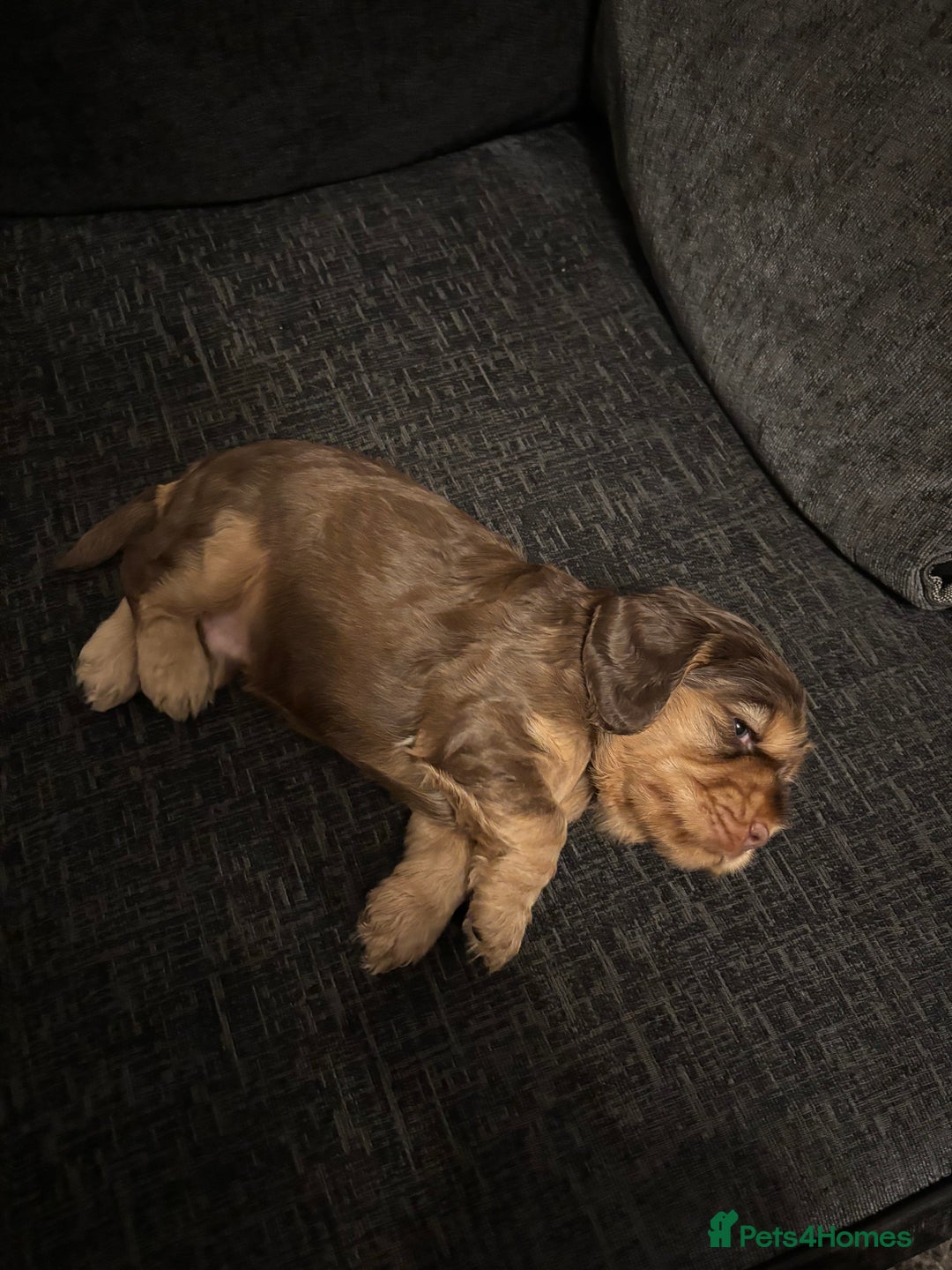 Cocker Spaniel dogs for sale: ✨ Show Cocker Spaniel pups ✨ - Image 29