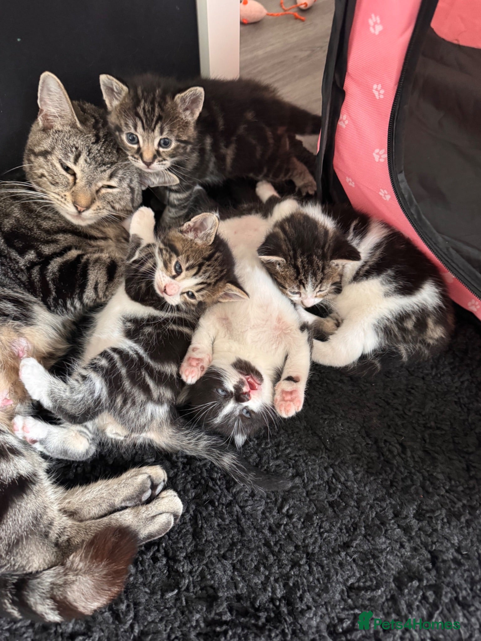 Mixed Breed cats 4 Adorable Kittens Looking For Forever Homes - Advert 2