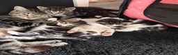 Mixed Breed cats for sale: 4 Adorable Kittens Looking For Forever Homes - Advert 2