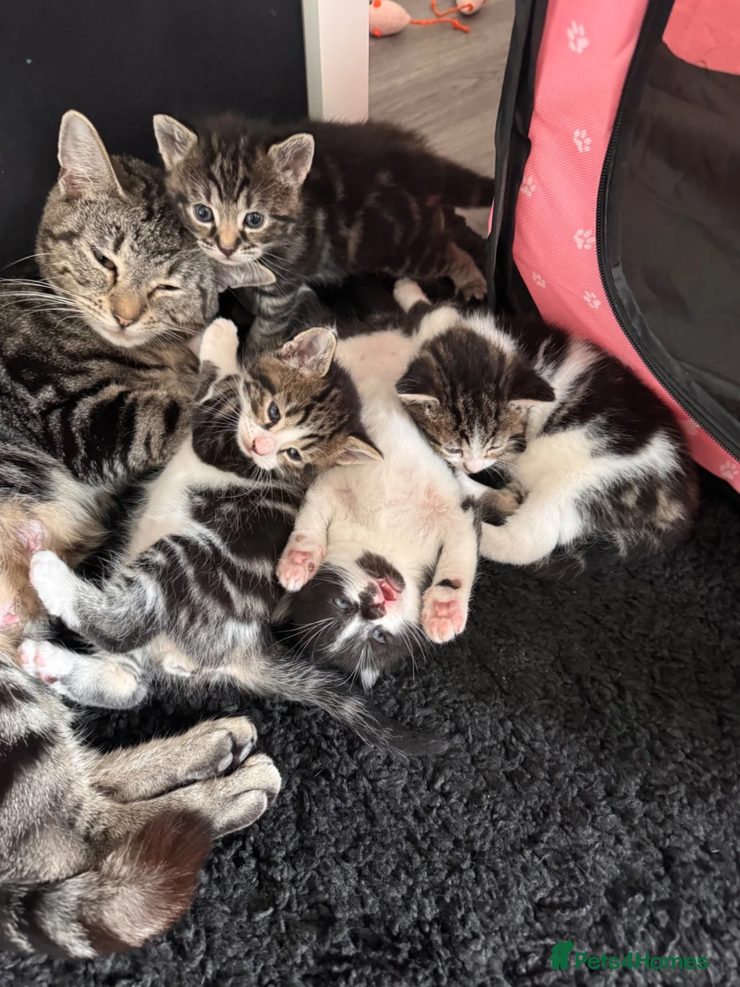 Mixed Breed cats for sale: 4 Adorable Kittens Looking For Forever Homes - Advert 2