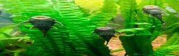 Plecos fish for sale: Beautiful Ancistrus in Croydon. - Advert 6