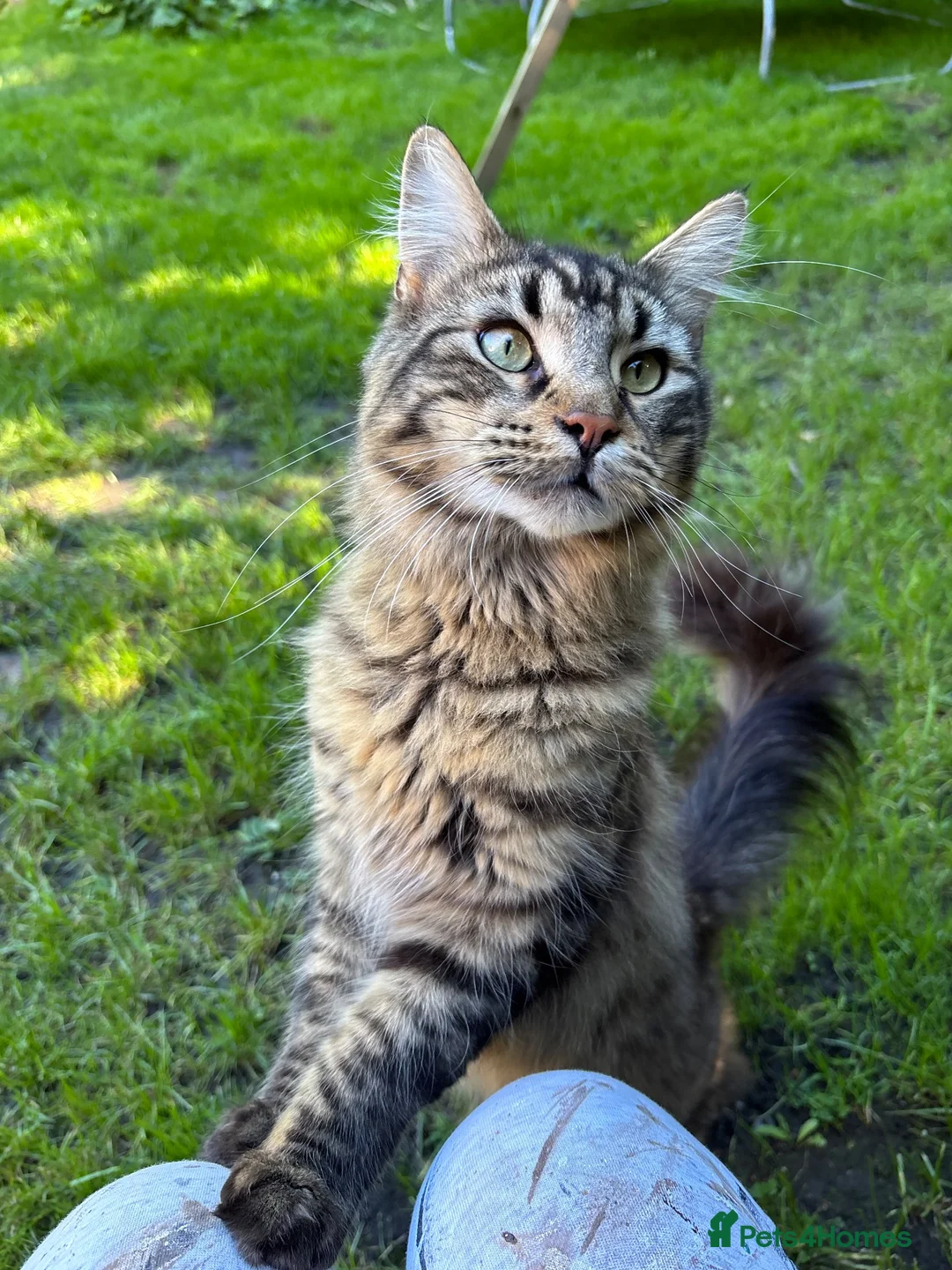 Maine Coon cats for sale: Maine coon kittens  - Advert 2