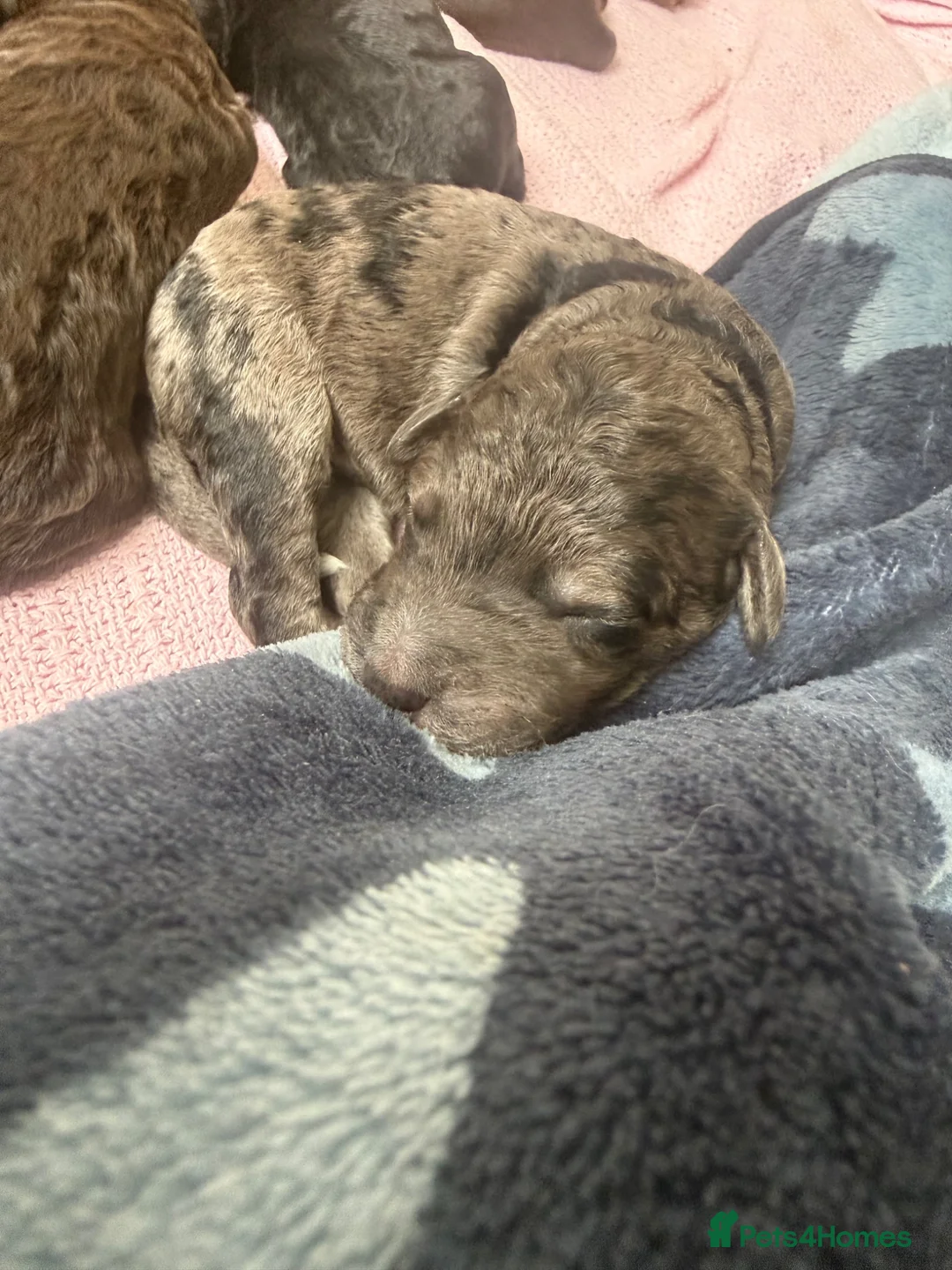 Cockapoo dogs for sale: Beautiful cockapoo babies 🐶  - Advert 2