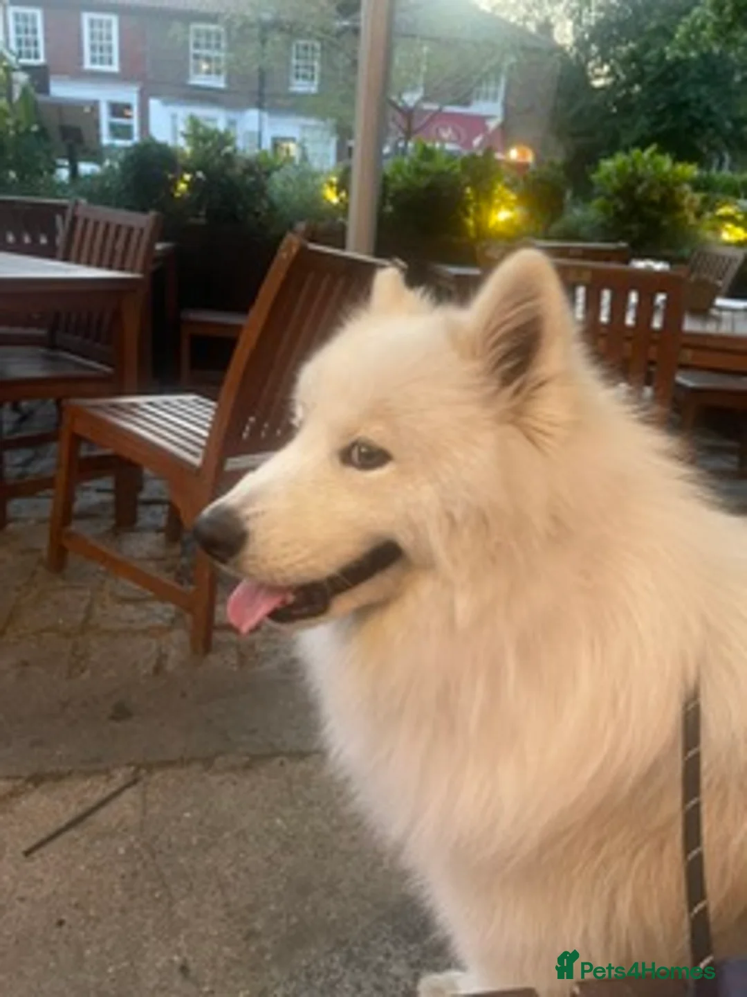 Samoyed dogs for sale: Samoyed 1 year old - male - Advert 7