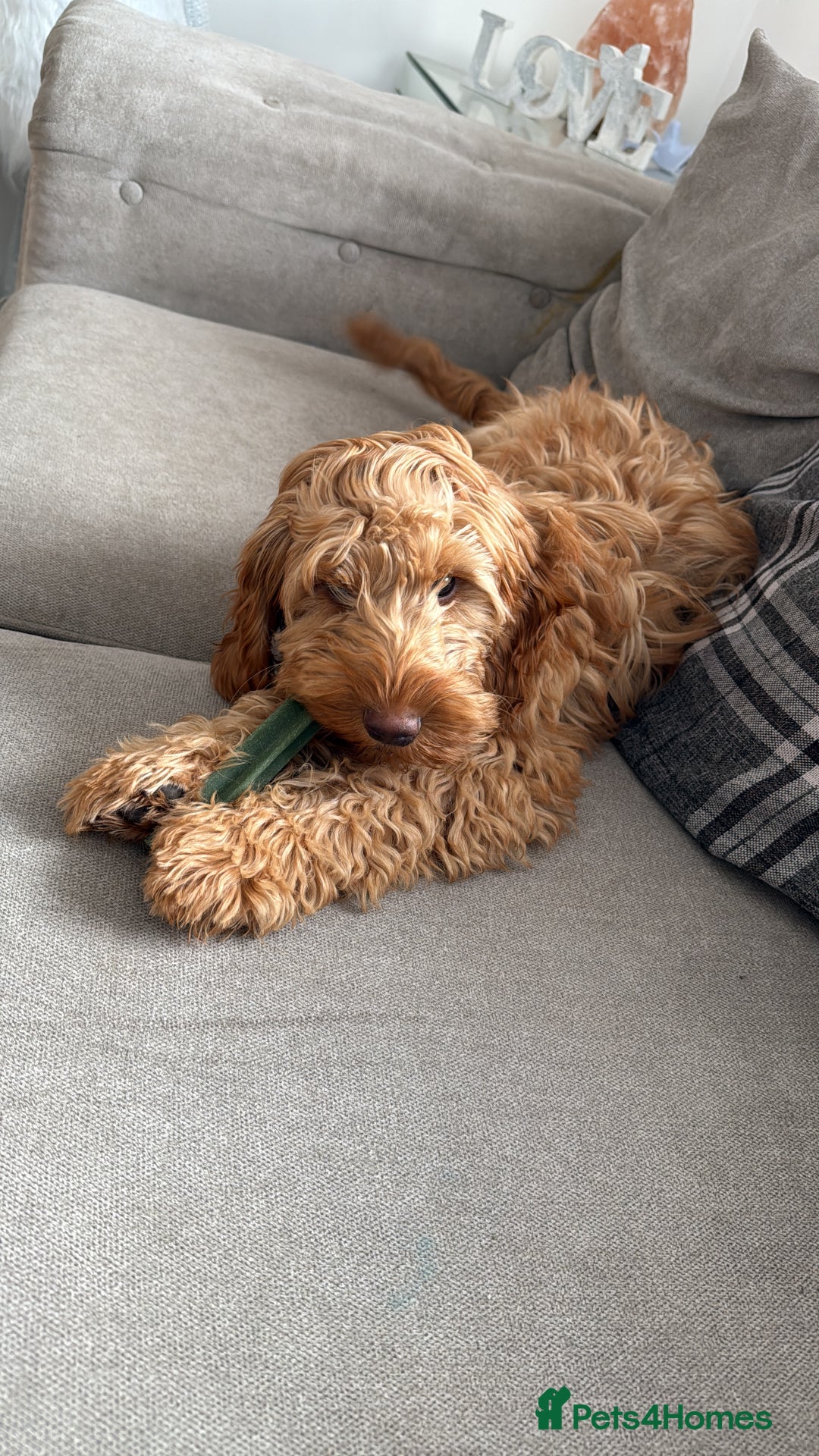 Cockapoo dogs for sale: Cockapoo Pup  - Advert 6