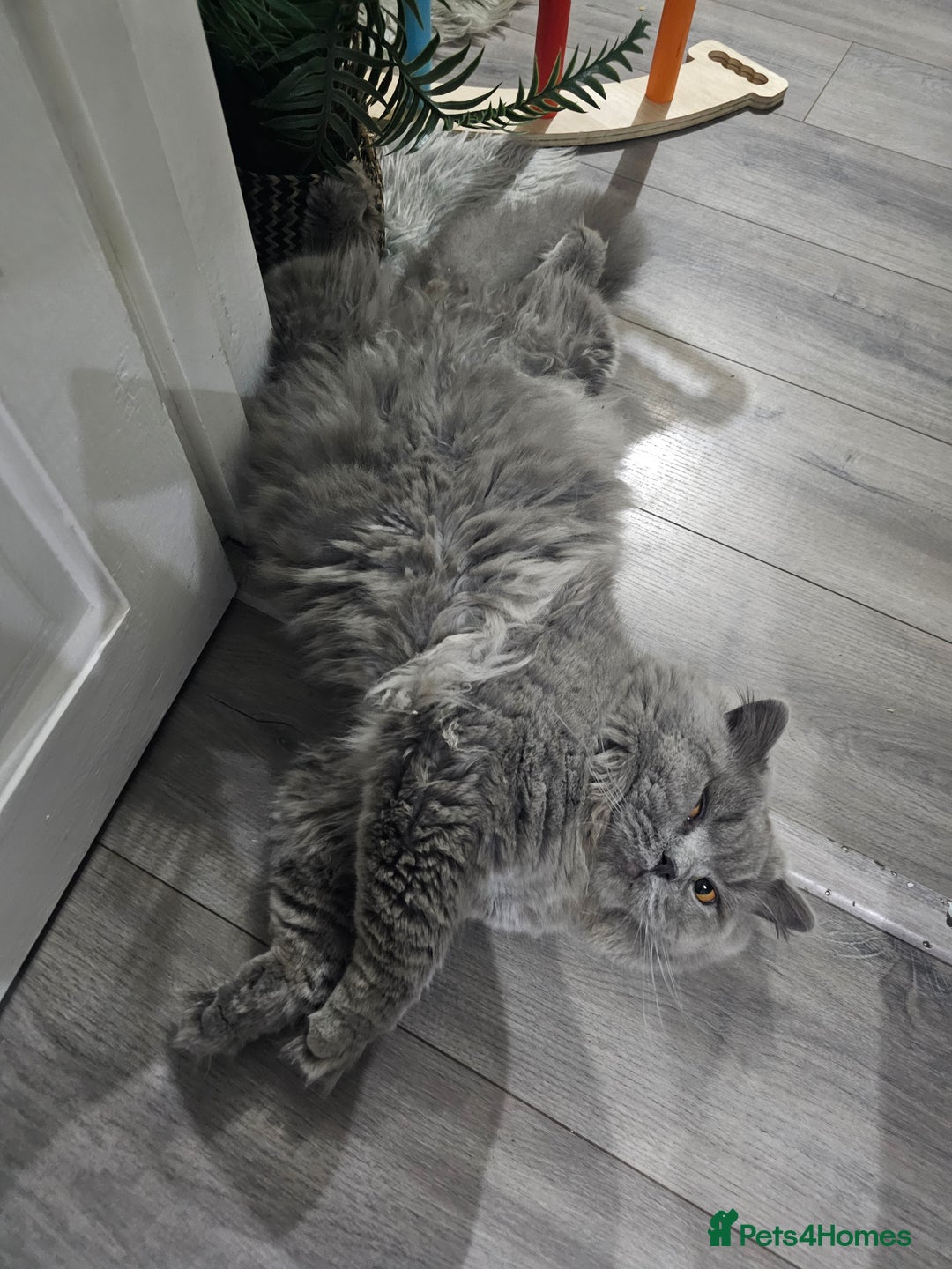 British Shorthair cats for sale: British Cat Boy looking new home - Advert 1