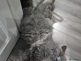 British Shorthair cats British Cat Boy looking new home - Advert 1