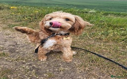 Jackapoo dogs for sale: Almost 3 year old Jackapoo family dog - Image 7