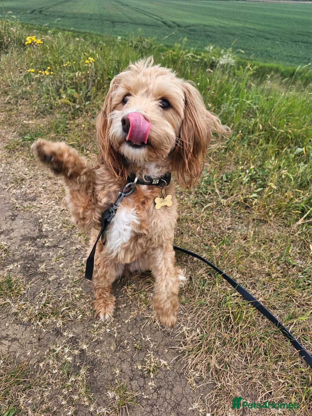 Jackapoo dogs for sale: Almost 3 year old Jackapoo family dog - Image 7