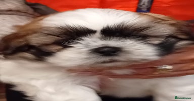 Shih Tzu dogs - Advert 11