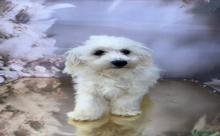 Maltipoo dogs - Advert 1