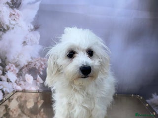 Maltipoo dogs - Advert 4