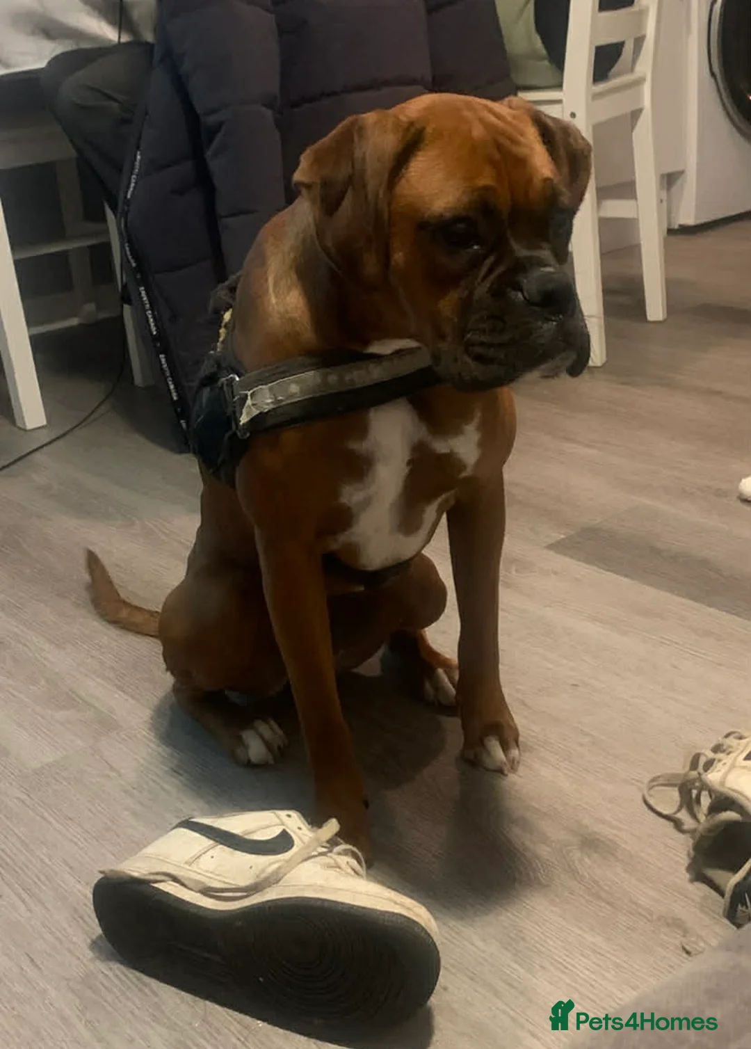 Boxer dogs for sale: Lovely boxer girl  - Advert 2