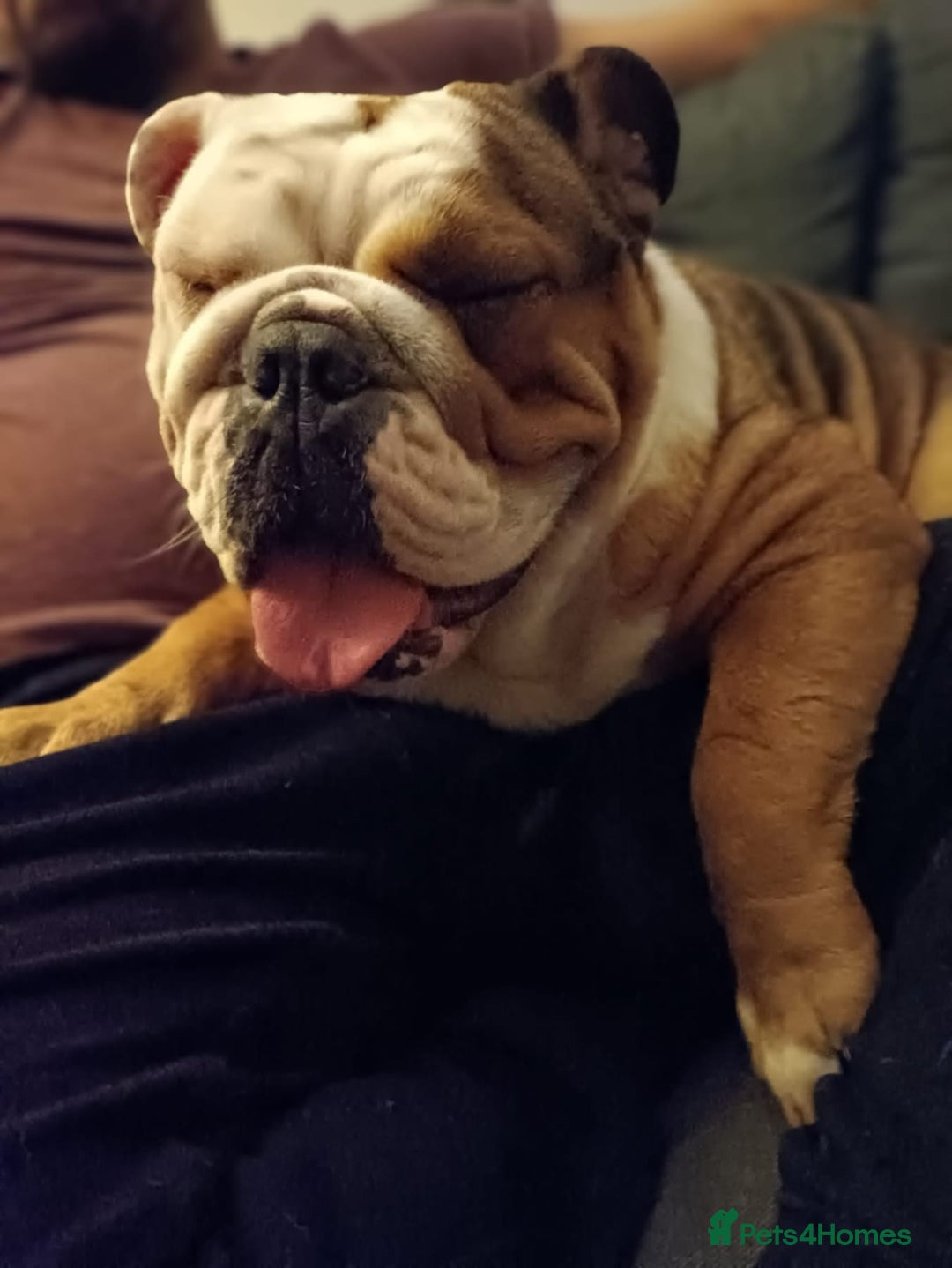 Olde English Bulldogge dogs for sale: Frankie (Meatball) female English bulldog - Advert 2