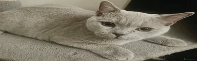 British Shorthair Fawn