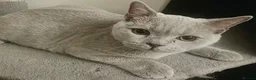 British Shorthair cats for sale: Beautiful British Champion Shorthair Kitten - Advert 7