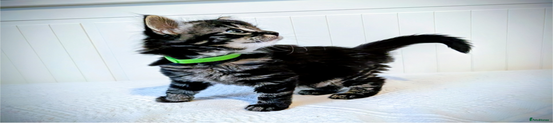 Miss Green Mainecoon 