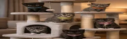 Scottish Fold cats for sale: ScottishFold and BSH kittens  - Advert 3