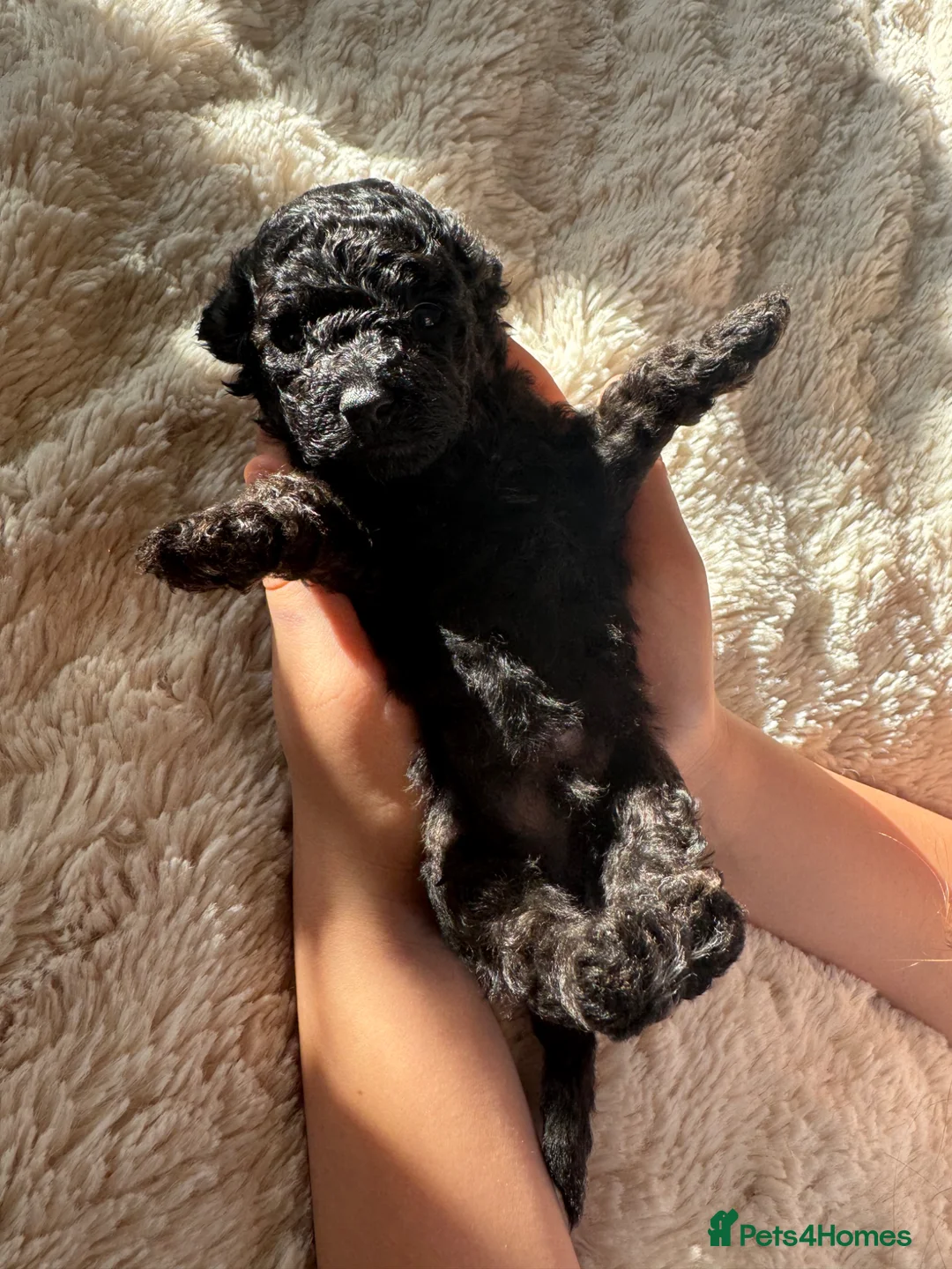 Toy Poodle dogs for sale: Toy Poodle - Advert 1