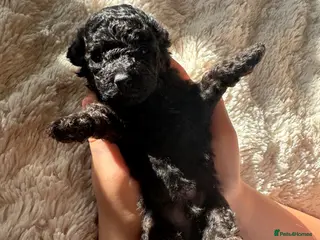 Toy Poodle dogs Toy Poodle - Advert 7