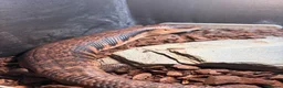 Skink reptiles for sale: Northern blue tongue skink  - Advert 6