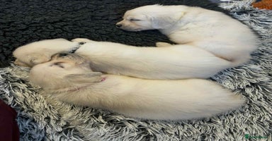 Golden Retriever dogs - Advert 14