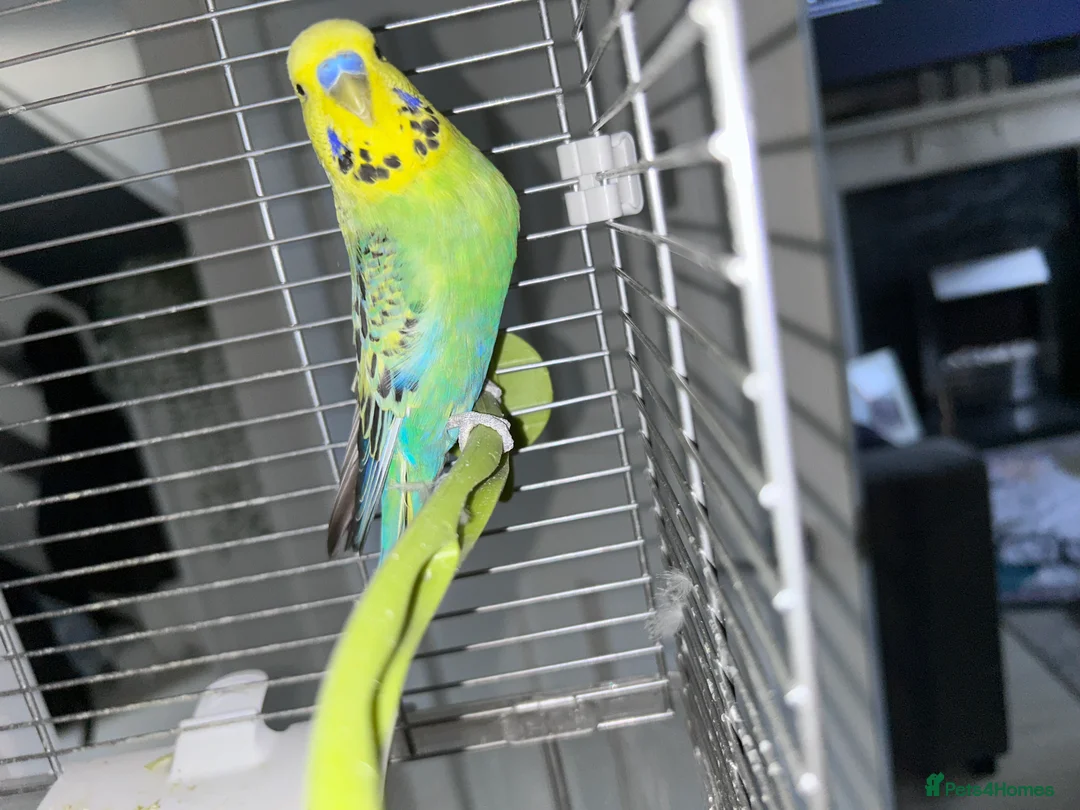 Budgerigars birds for sale: Budgies x 2 with cage - Advert 3