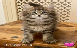 Maine Coon cats for sale: 🐾🦁 *TICA* MAINE COON KITTENS 🧬 DNA CLEAR 🦁🐾 - Image 21