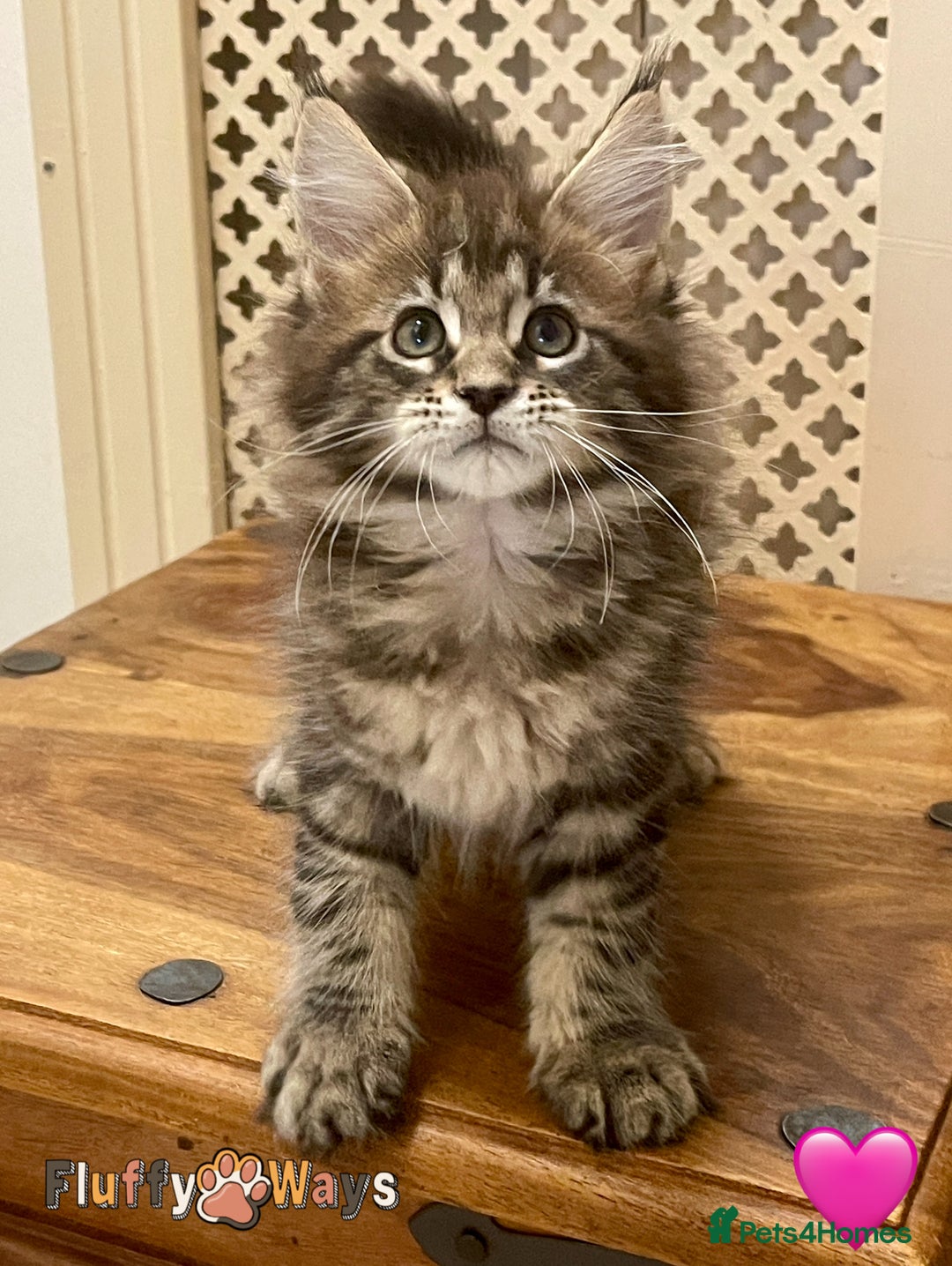Maine Coon cats for sale: 🐾🦁 *TICA* MAINE COON KITTENS 🧬 DNA CLEAR 🦁🐾 - Image 21
