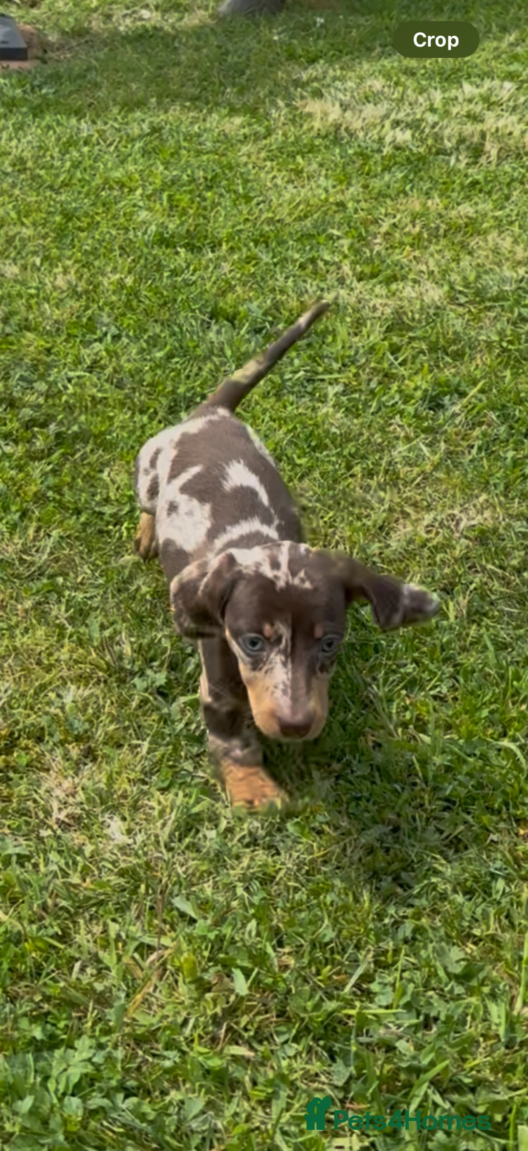 Dachshund dogs for sale: Seven beautiful dachshund Puppies - Advert 11