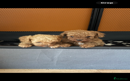 Cavapoo dogs for sale: Top quality F1b toy cavapoos  - Image 2