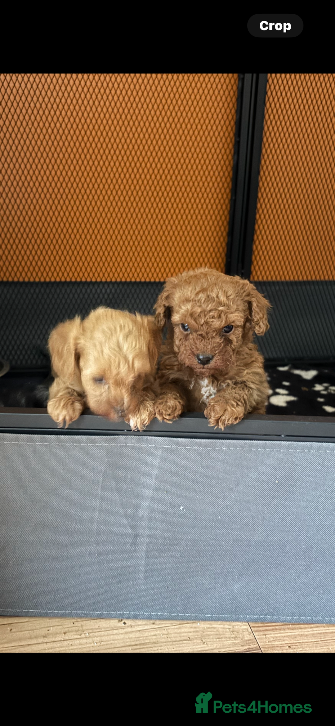 Cavapoo dogs for sale: Top quality F1b toy cavapoos  - Image 2