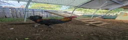Chickens poultry for sale: Copper black maran cockerel  - Advert 3