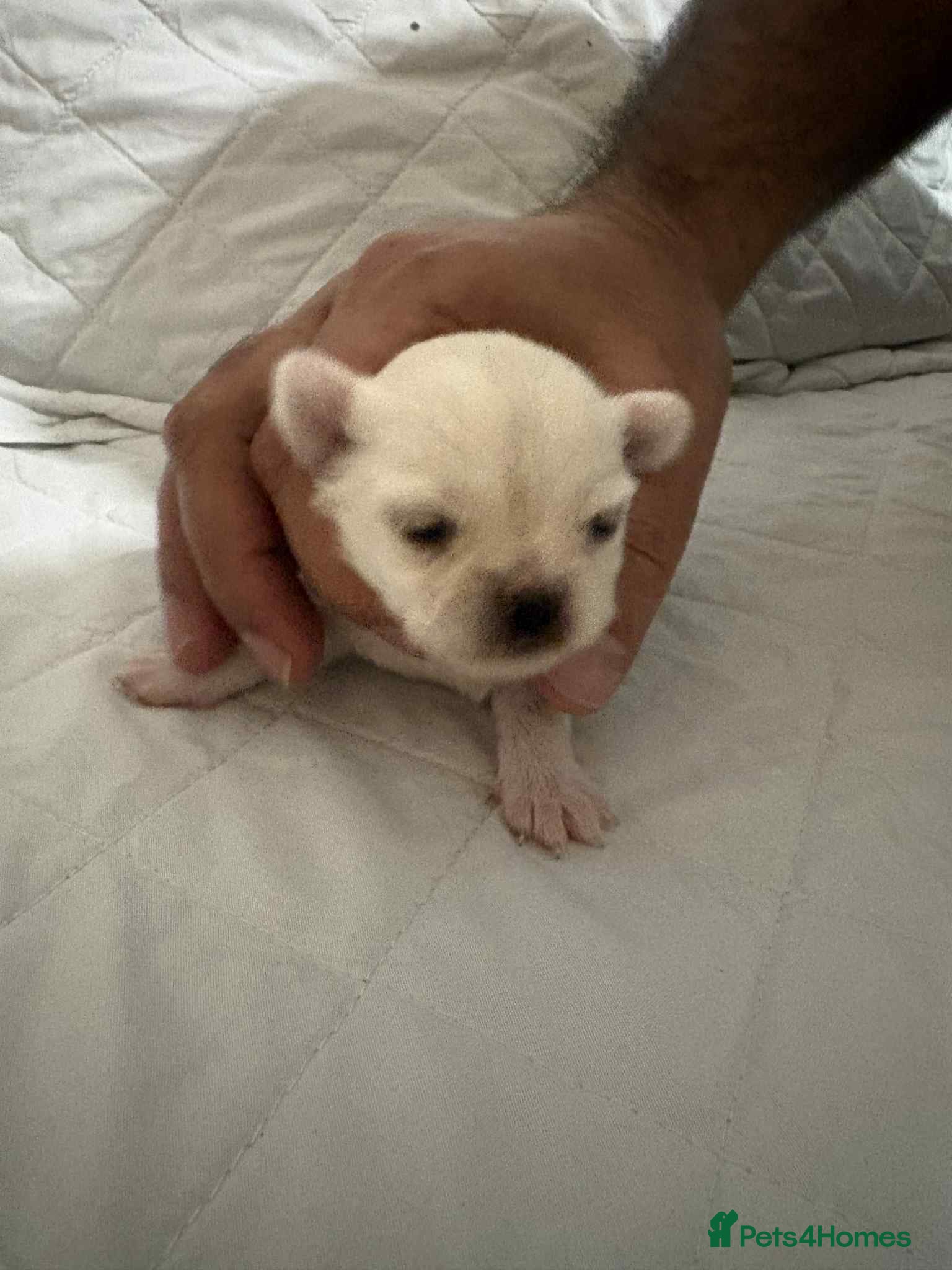 Chihuahua dogs Very rare long chihuahua for sale  - Advert 4