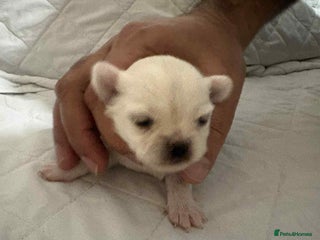 Chihuahua dogs Very rare long chihuahua for sale - Advert 4