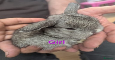 Mini Lop rabbits - Advert 2
