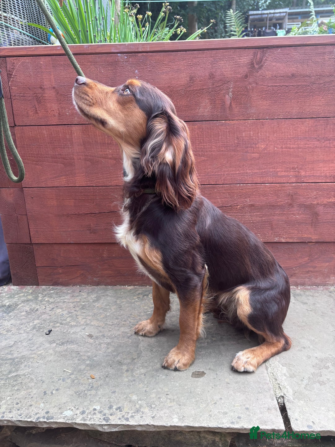 Cocker Spaniel dogs for sale: Cocker spaniel  - Image 2