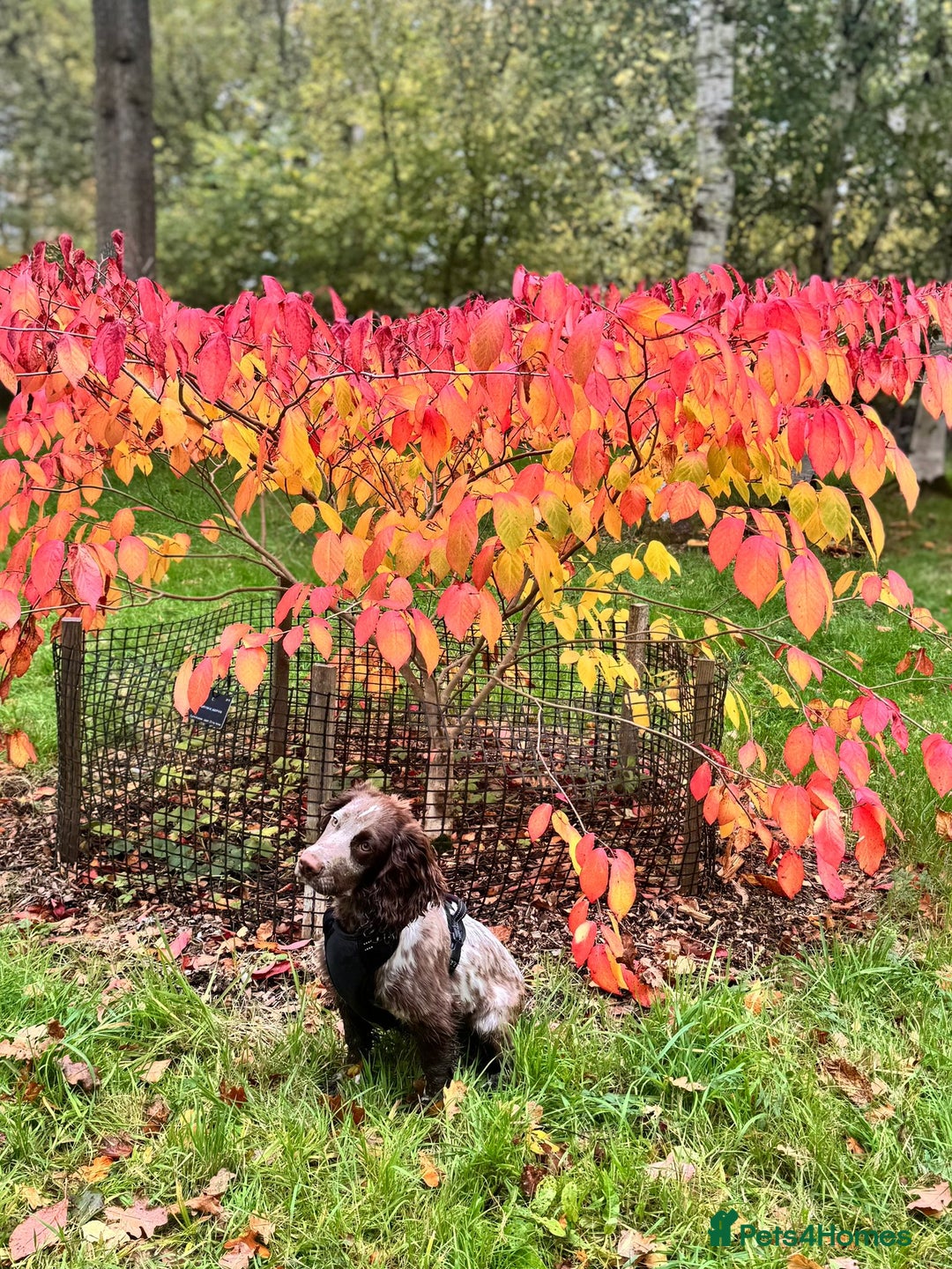 Cocker Spaniel dogs for sale: Cocker Spaniel  - Advert 6