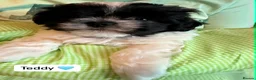 Malshi dogs for sale: Malshi Puppies - Rare Type - Ready Soon - Advert 7