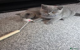 British Shorthair cats for sale: Blue British Shorthair 🐈‍⬛ - Image 16